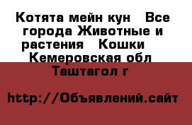 Котята мейн кун - Все города Животные и растения » Кошки   . Кемеровская обл.,Таштагол г.